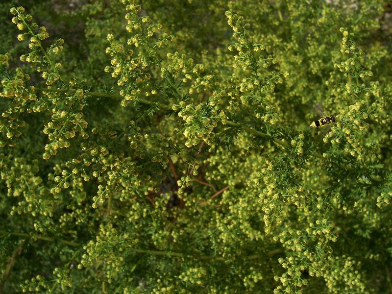 Image of sweet sagewort