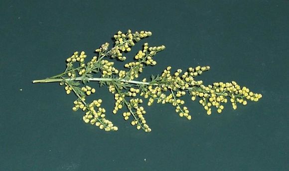 Imagem de Artemisia annua L.