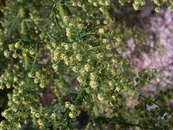 Image of sweet sagewort