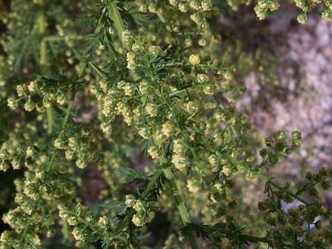 Imagem de Artemisia annua L.