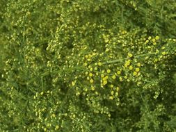 Image of sweet sagewort