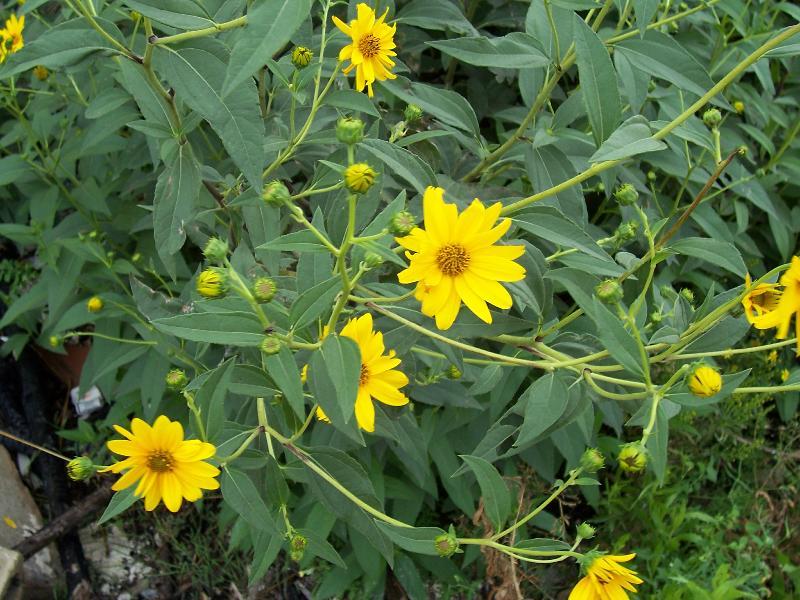 Image of Jerusalem artichoke