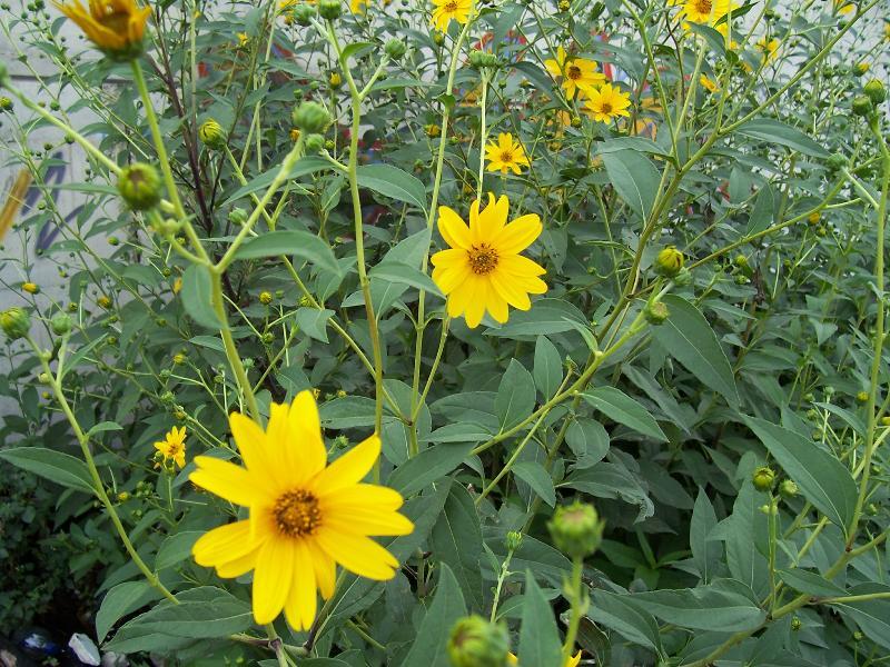 Image of Jerusalem artichoke