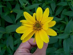 Image of Jerusalem artichoke