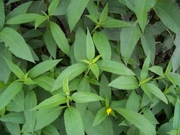 Image of Jerusalem artichoke