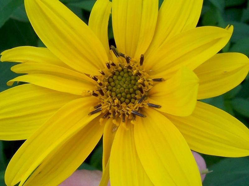 Image of Jerusalem artichoke