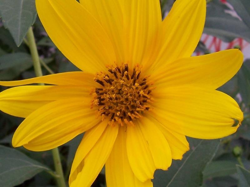 Image of Jerusalem artichoke