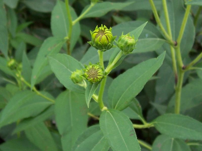 Image of Jerusalem artichoke