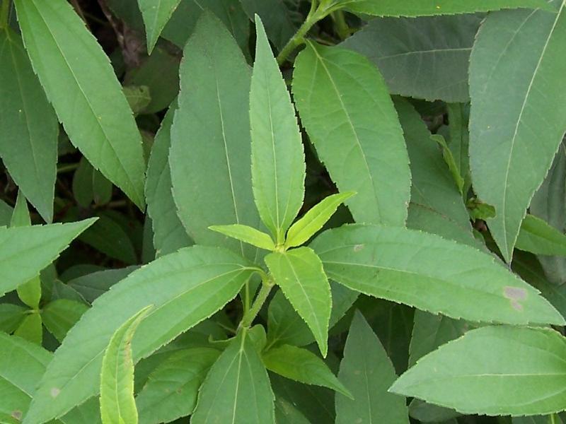 Image of Jerusalem artichoke