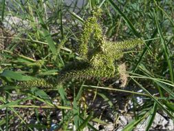 Image of bristly foxtail