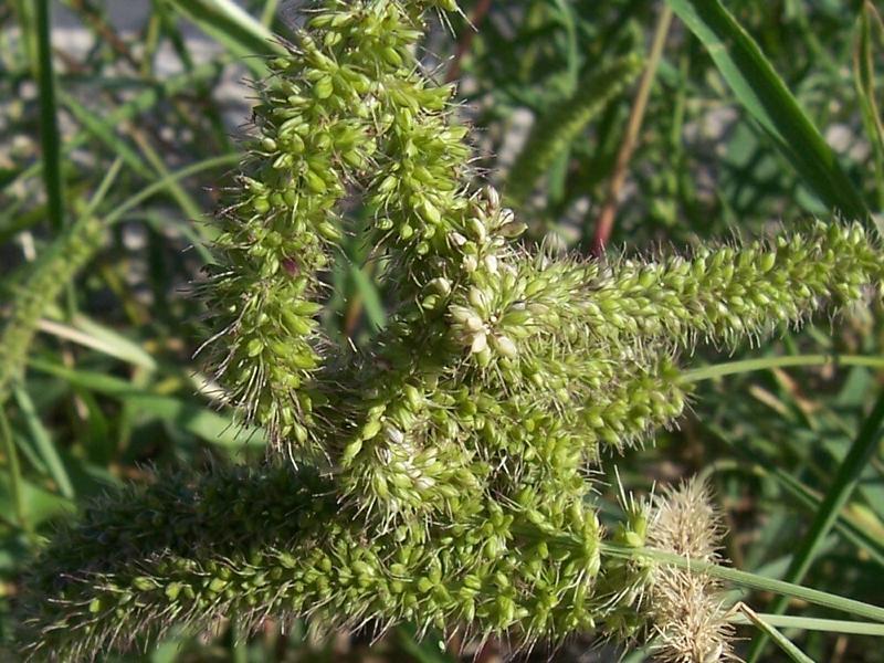 Image of bristly foxtail