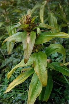 Image of Cross gentian