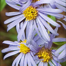 Aster amellus L. resmi