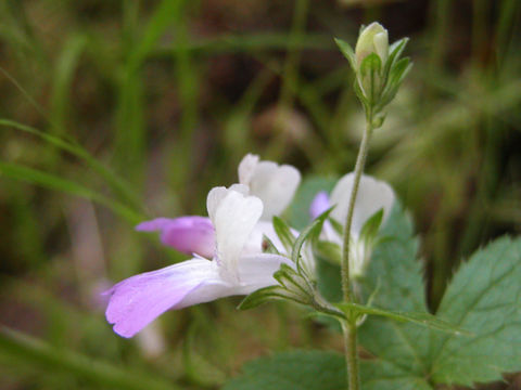 Image of San Francisco blue eyed Mary