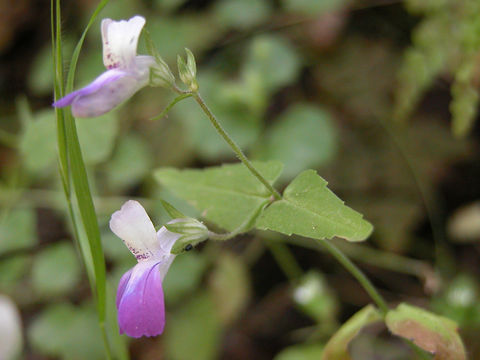 Image of San Francisco blue eyed Mary
