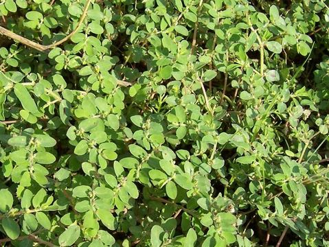 Image de Euphorbia prostrata Aiton