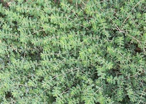 Image de Euphorbia prostrata Aiton