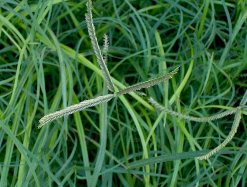 goosegrass