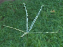 Plancia ëd Eleusine indica (L.) Gaertn.