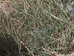 Image of Bermuda grass