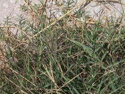 Image of Bermuda grass