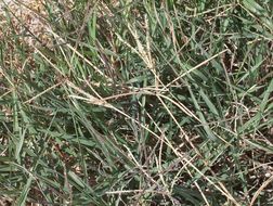 Image of Bermuda grass