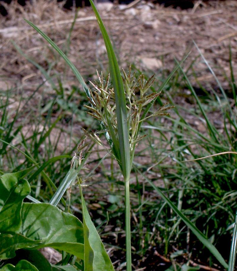 Imagem de Cyperus rotundus L.