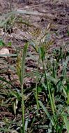 Imagem de Cyperus rotundus L.