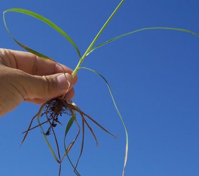 Plancia ëd Cyperus rotundus L.