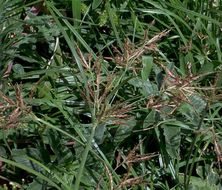 Image of nutgrass