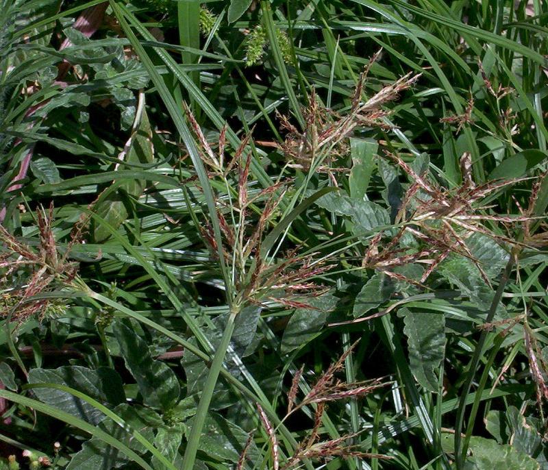 Imagem de Cyperus rotundus L.