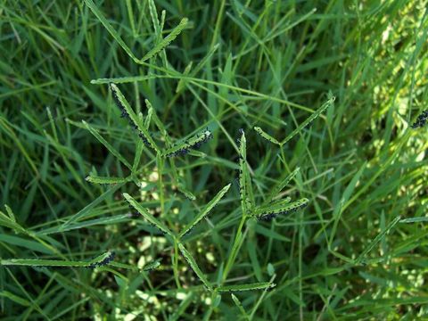 Image of Buffalo Quick Paspalum