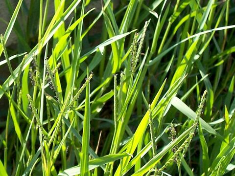 Image of Buffalo Quick Paspalum