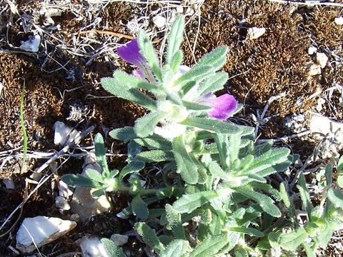 Image of Southern Bugle