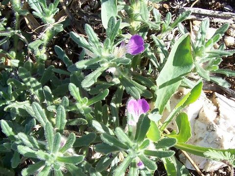 Image of Southern Bugle