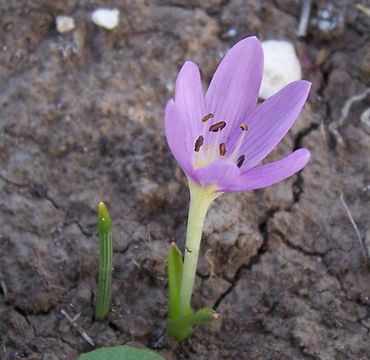 Image of Colchicum cupanii Guss.