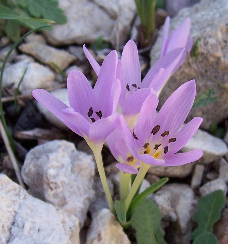Image of Colchicum cupanii Guss.