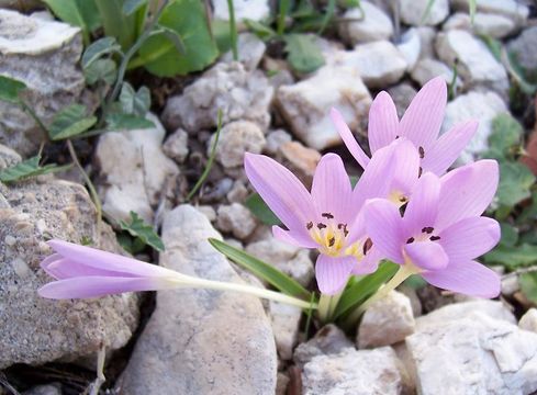 Image of Colchicum cupanii Guss.