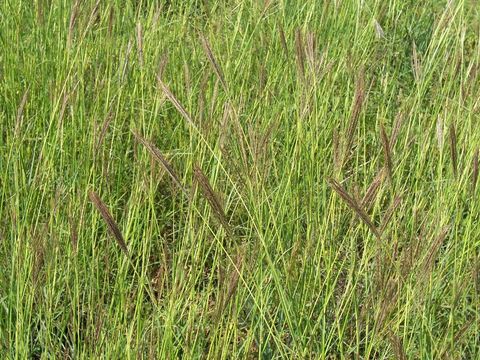 صورة Bothriochloa ischaemum (L.) Keng