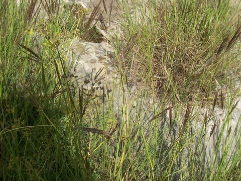 Image of yellow bluestem