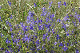 Image of forking larkspur