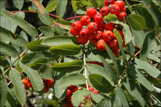 Image of <i>Sorbus aucuparia</i> ssp. <i>glabrata</i>