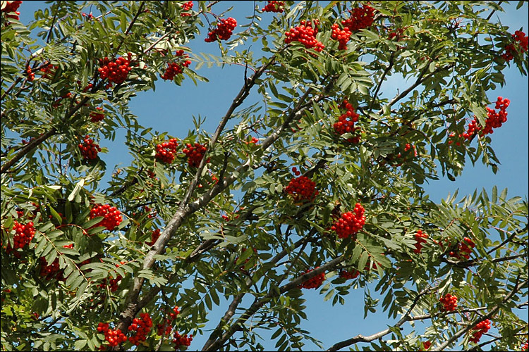 Image of <i>Sorbus aucuparia</i> ssp. <i>glabrata</i>