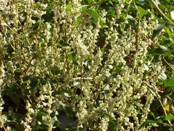 Image of copse-bindweed