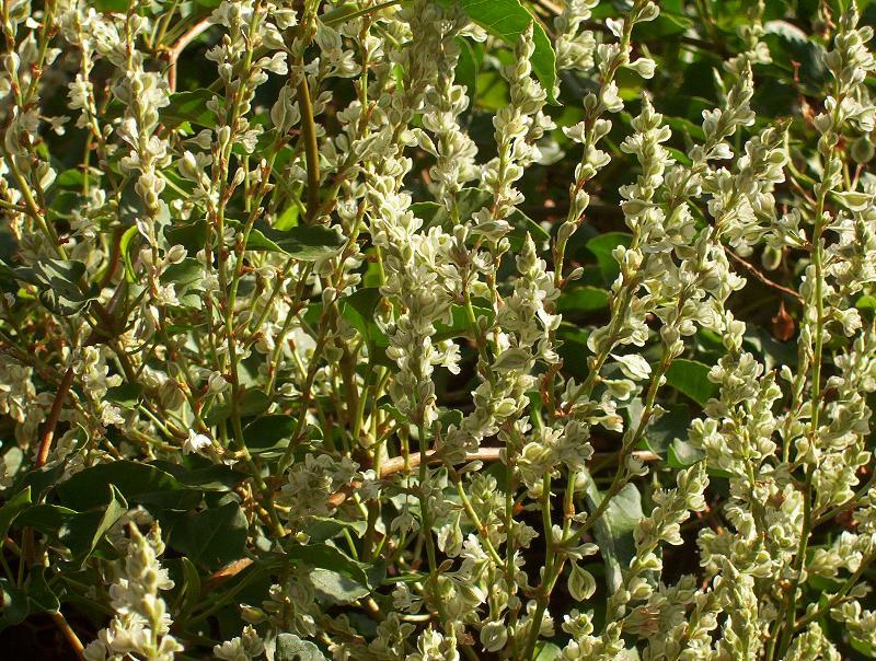 Image of copse-bindweed