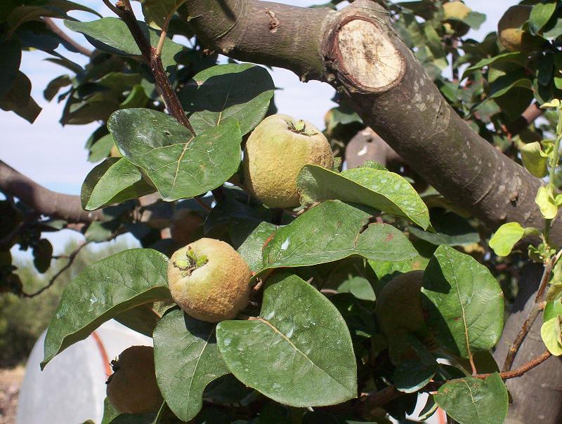 Image of quince