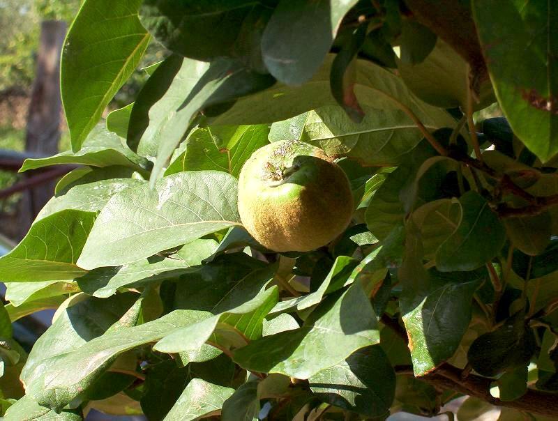 Image of quince