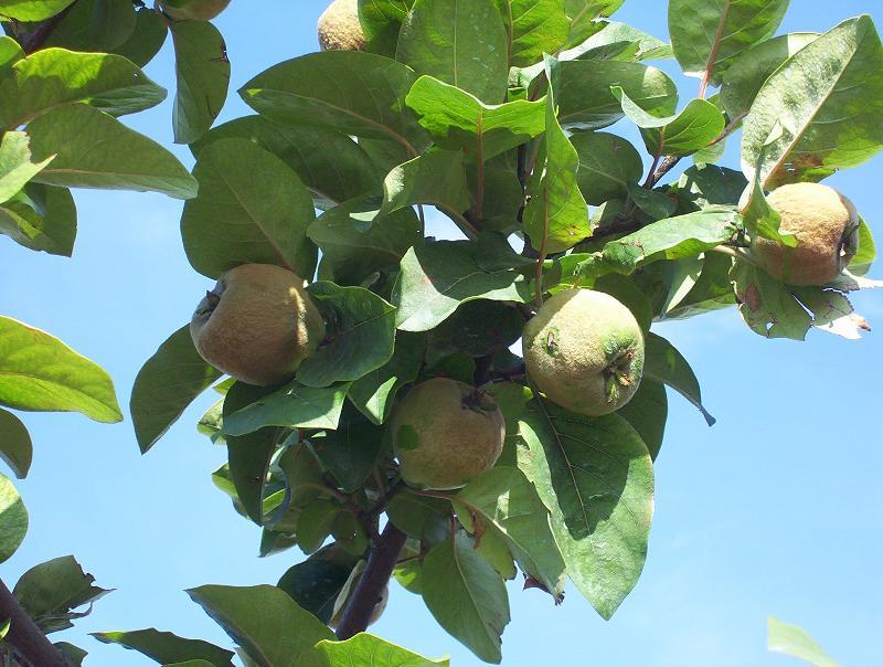 Image of quince