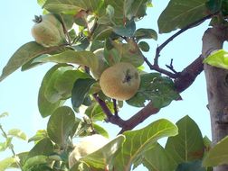 Image of quince