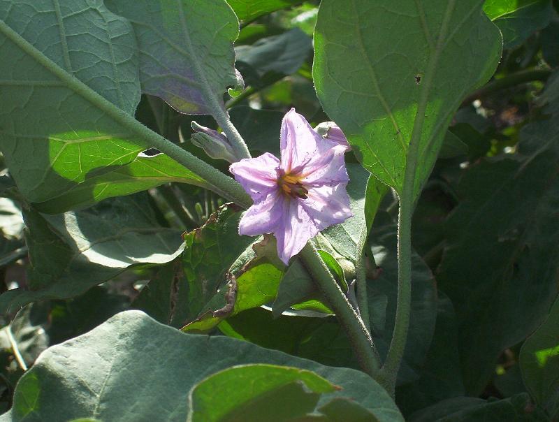 Image of eggplant